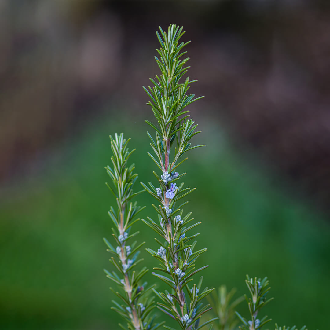 Rosemary